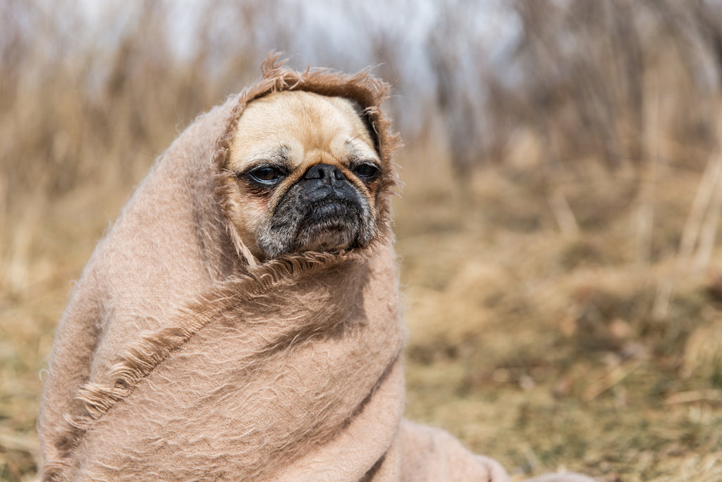 Pug wrapped in a blanket looking off into the distance.