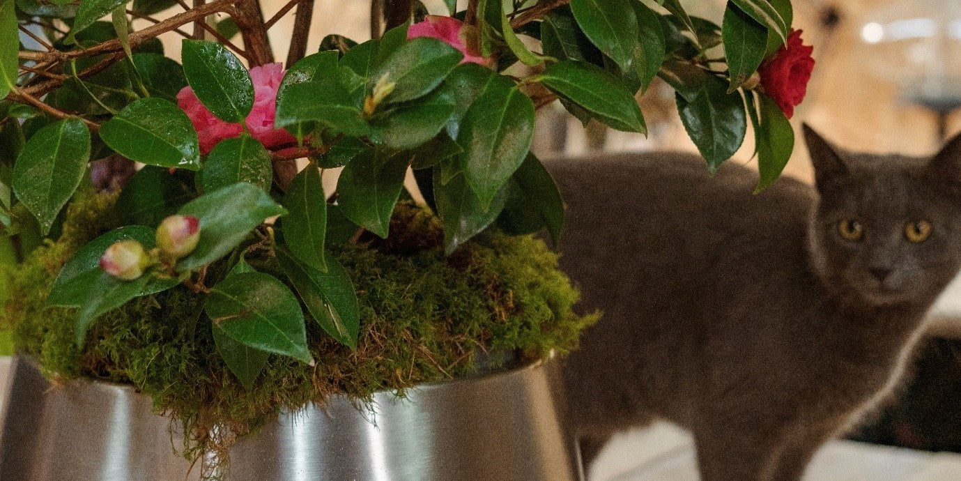 Flower Arranging in Spring